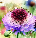 SCABIOSA atropurpurea 'Imperial Mix' (Pincushion Flower, Mixed)