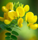 SENNA hebecarpa (Wild Senna)