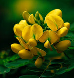 SENNA hebecarpa (Wild Senna)