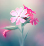 SILENE armeria (Catchfly)