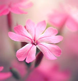 SILENE armeria (Catchfly)