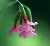 SILENE pendula (Nodding Catchfly)