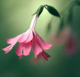 SILENE pendula (Nodding Catchfly)