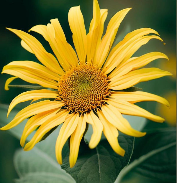 Silphium