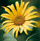 SILPHIUM laciniatum (Compass Plant)