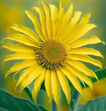 SILPHIUM laciniatum (Compass Plant)