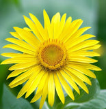 SILPHIUM perfoliatum (Cup Plant)