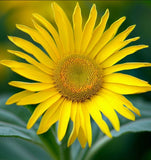 SILPHIUM perfoliatum (Cup Plant)