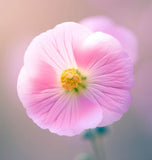 SPHAERALCEA ambigua (Desert Globemallow)