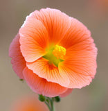 SPHAERALCEA ambigua (Desert Globemallow)