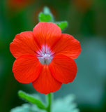 SPHAERALCEA coccinea (Scarlet Globemallow)