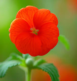 SPHAERALCEA coccinea (Scarlet Globemallow)