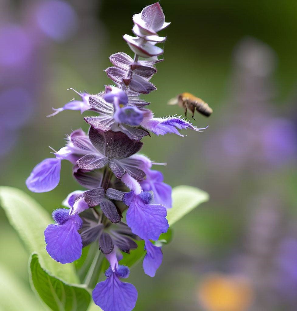 Broadleaf Sage Roots Sage, Broadleaf (Salvia officinalis) – MySeedsCo