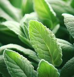 Sage, Italian (Salvia officinalis)