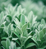 Sage, Italian (Salvia officinalis)