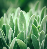 Sage, Italian (Salvia officinalis)