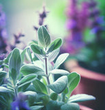 Sage, Italian (Salvia officinalis)