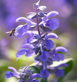 Sage, Italian (Salvia officinalis)