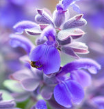 Sage, Italian (Salvia officinalis)