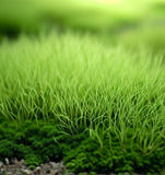 Sagina Subulata (Irish Moss) (5,000 Raw Seeds per Pack)