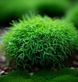Sagina Subulata (Irish Moss) (10,000 Raw Seeds per Pack)