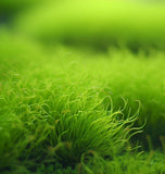 Sagina Subulata (Irish Moss) (5,000 Raw Seeds per Pack)