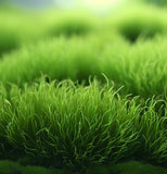 Sagina Subulata (Irish Moss) (10,000 Raw Seeds per Pack)
