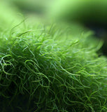 Sagina Subulata (Irish Moss) (10,000 Raw Seeds per Pack)