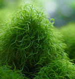 Sagina Subulata (Irish Moss) (5,000 Raw Seeds per Pack)