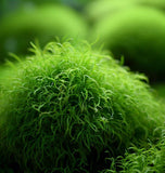 Sagina Subulata (Irish Moss) (5,000 Raw Seeds per Pack)