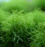 Sagina Subulata (Irish Moss) (10,000 Raw Seeds per Pack)
