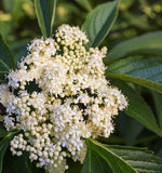 Sambucus nigra (European Black Elderberry)