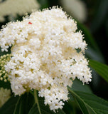 Sambucus racemosa (European Red Elderberry) Seedlings & Transplants Available for Spring Shipping