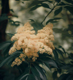 Sambucus racemosa (European Red Elderberry) Seedlings & Transplants Available for Spring Shipping