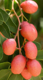 Schinus molle (Peruvian Peppertree, Pepper Tree)