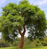 Schinus molle (Peruvian Peppertree, Pepper Tree)
