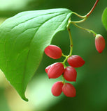 Schisandra chinensis (Schisandra, Chinese Magnolia Vine)