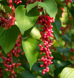 Schisandra chinensis (Schisandra, Chinese Magnolia Vine)