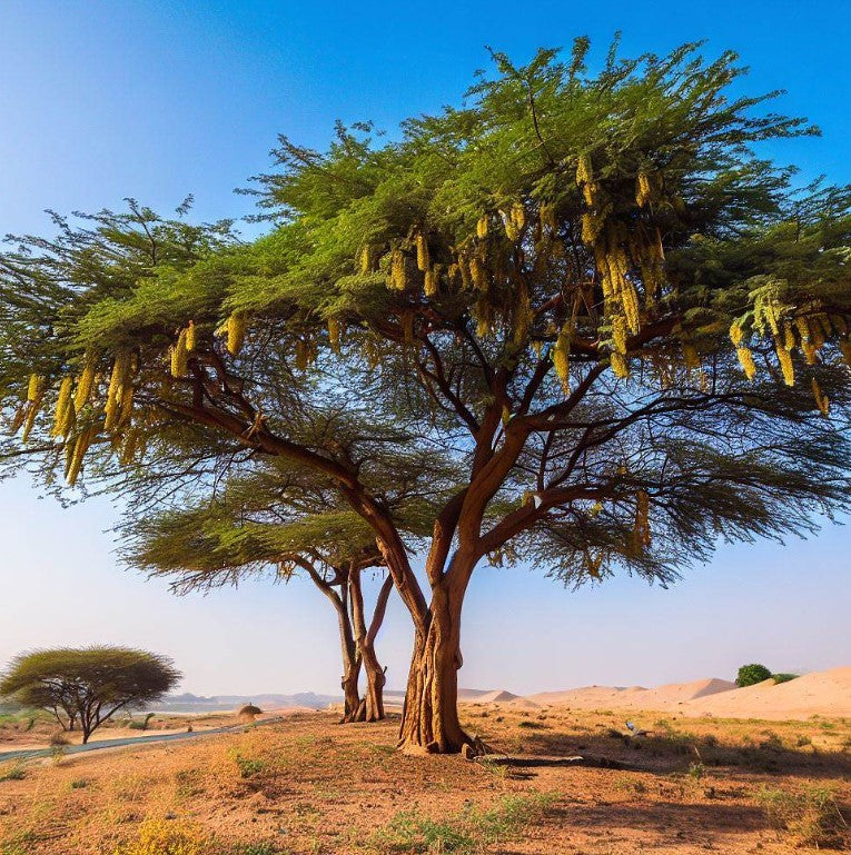 Acacia arabica (Gum Arabic Tree, Babul Tree) – MySeedsCo