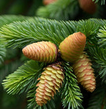 Abies sachalinensis (Sakhalin Fir)