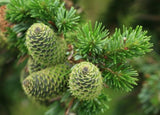 Abies sachalinensis (Sakhalin Fir)