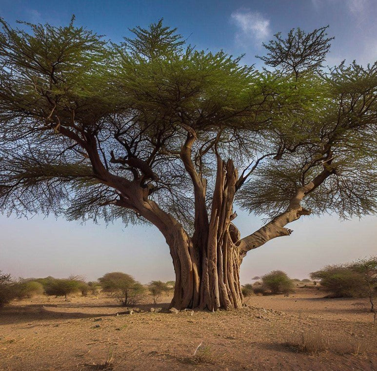 Acacia arabica (Gum Arabic Tree, Babul Tree)