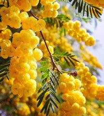 Acacia arabica (Gum Arabic Tree, Babul Tree) – MySeedsCo