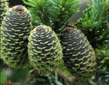 Abies sachalinensis (Sakhalin Fir)