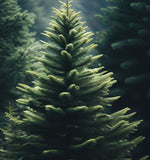 Abies pindrow (Himalayan Fir, Pindrow Fir)