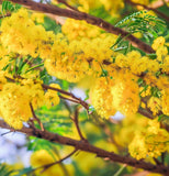 Acacia arabica (Gum Arabic Tree, Babul Tree)