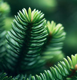 Abies sachalinensis (Sakhalin Fir)