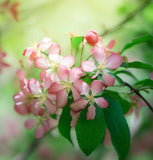 Malus sieversii (Shakar Crabapple, Shakar Crab Apple, Wild Apple)