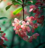 Malus sieversii (Shakar Crabapple, Shakar Crab Apple, Wild Apple)