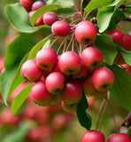 Malus sieversii (Shakar Crabapple, Shakar Crab Apple, Wild Apple)